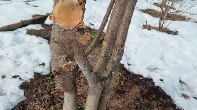 Привожу ДЕРЕВЬЯ в порядок 🌳 на участке