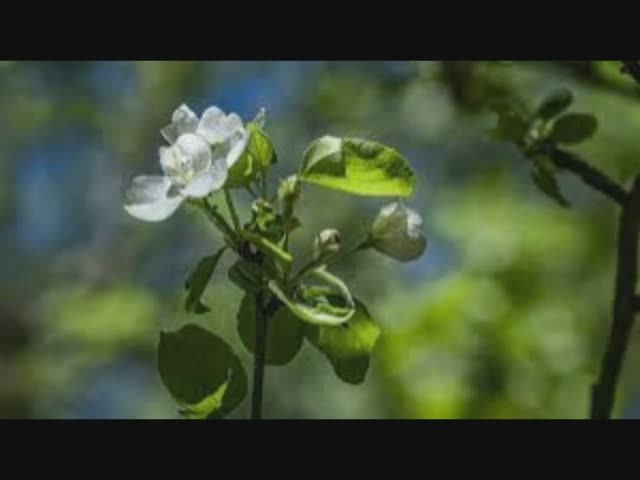 19 апреля - Евтихий Тихий да Ерема Пролетный. Традиции и приметы