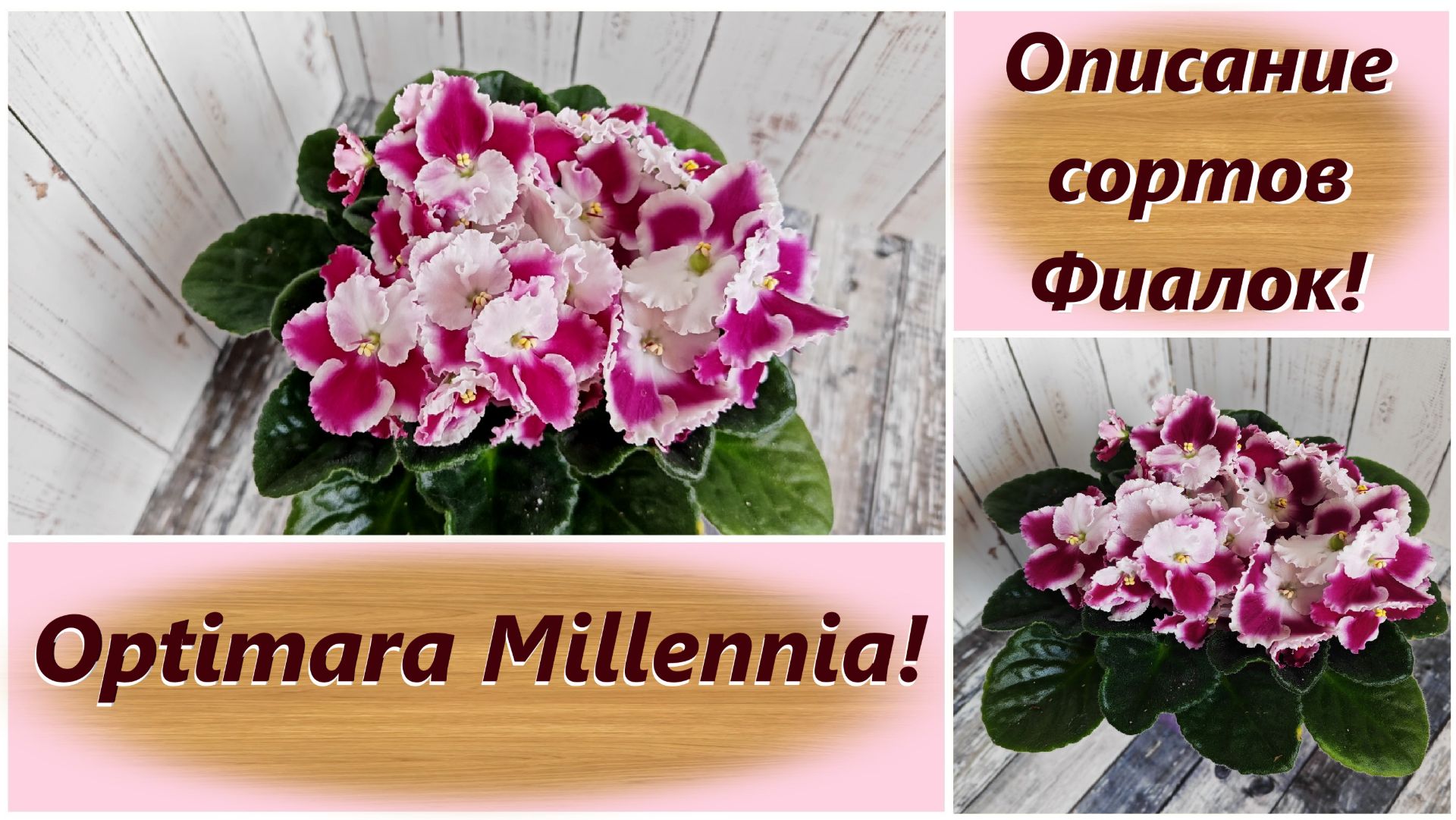 Описание сортов Фиалок! Optimara Millennia!