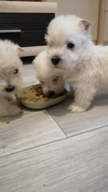 Трям!!! Здравствуйте!