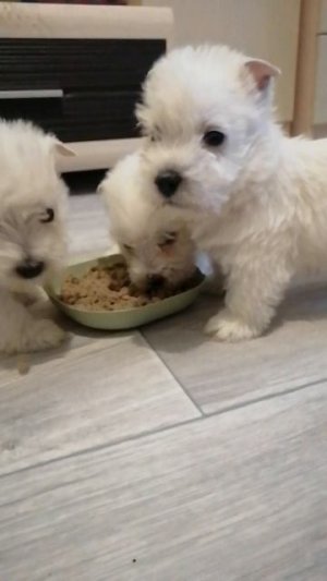 Трям!!! Здравствуйте!