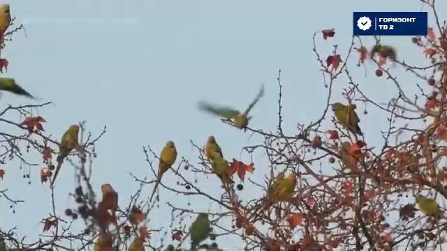 ГОРИЗОНТ ТВ 2