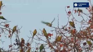 ГОРИЗОНТ ТВ 2