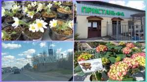 Питомник.Выбираем растения.Сорта огурцов на 2026