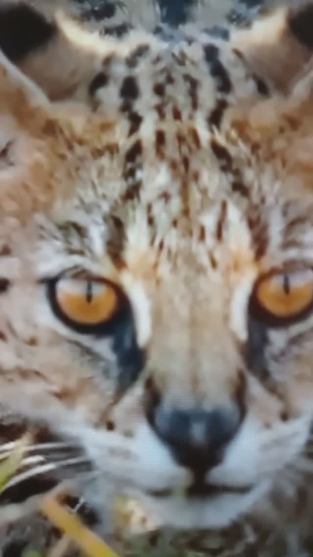 Сервал охотится на птенца😳🤔