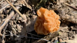 Грибы в Подмосковье. первые СТРОЧКИ