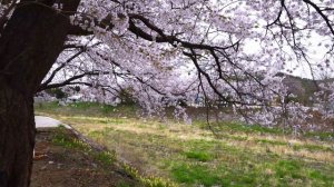 После заморозков