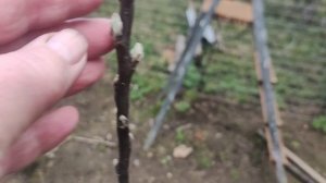 У МЕНЯ  КРАСОТА🌷🪻🥀У САДОЧКЕ.ИЩУ НОВОГО☝️( ЖЕНИХА)😲 ПРЕТЕНДЕНТА☝️ на РАБОТУ ВО САДУ,ВО ОГОРОДЕ❗😃