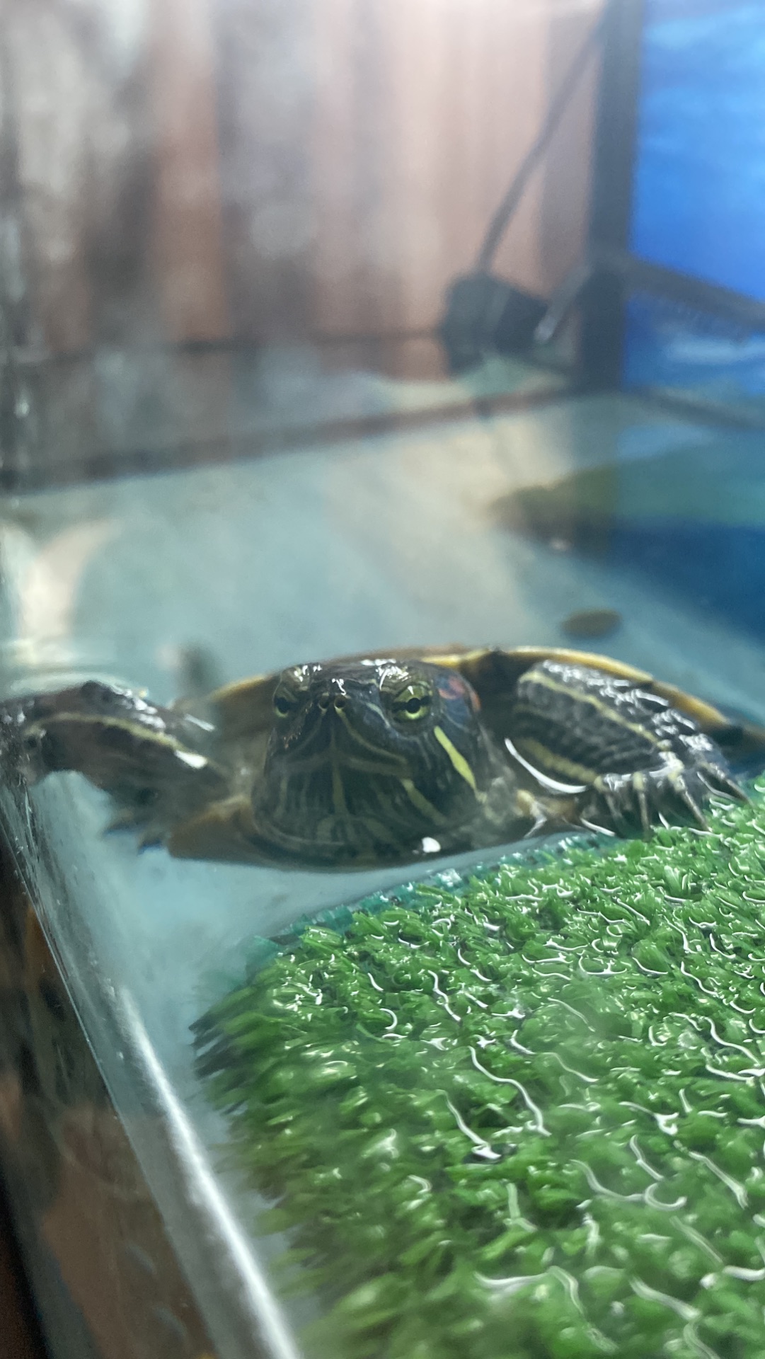 Фотосессия черепахи