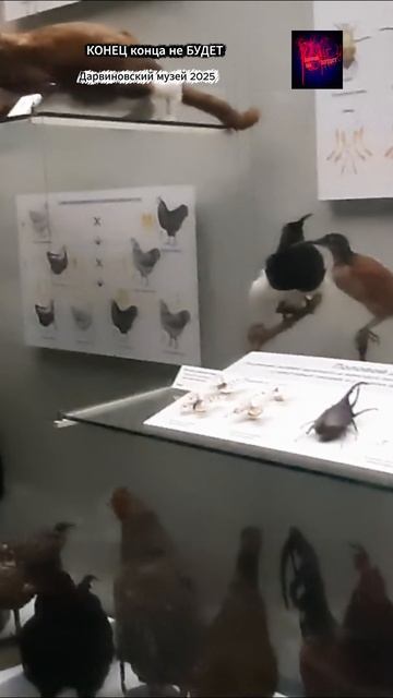 Москва. Дарвиновский музей. Жизнь вовремя СВО. Декабрь 2025.