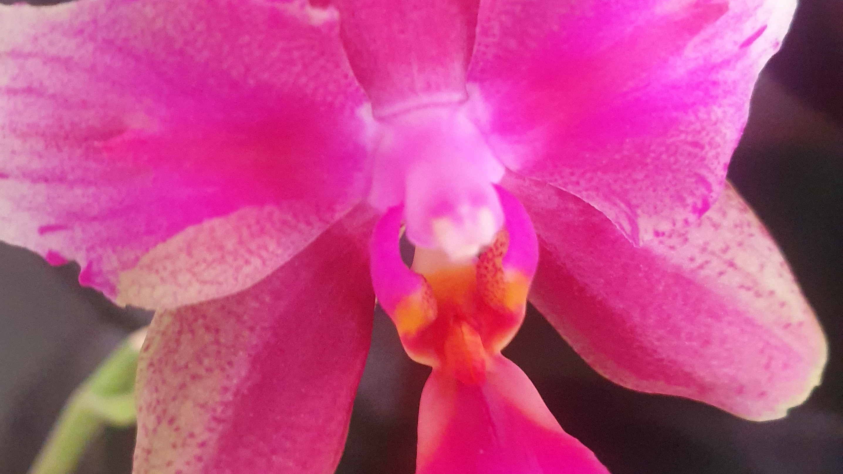 Новые роспуски и новые орхидеи, апрель 2026г.