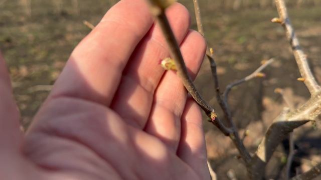 Цветение фундука Подарок Ваничевой