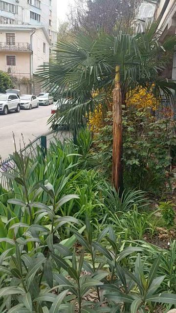 Субботник во дворе