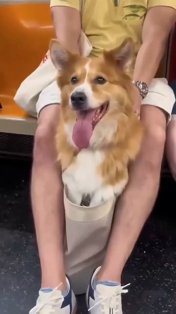 VID_20260418_123628_397.mp4