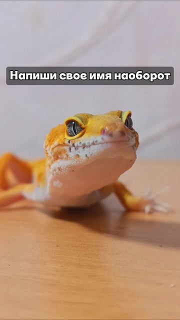#эублефар