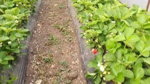 Выращивание клубники в Адыгее, агроном клубничник на участке по агросопровождению, сорта Клери, Азия
