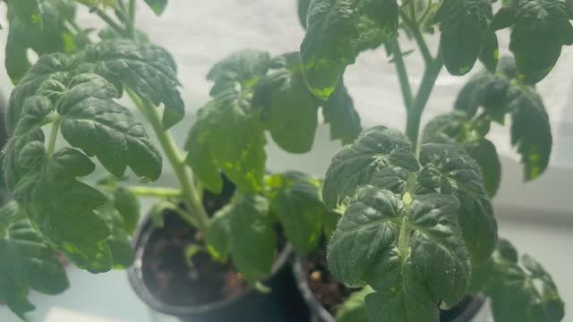 Ухаживаю за рассадой , готовлю ужин.