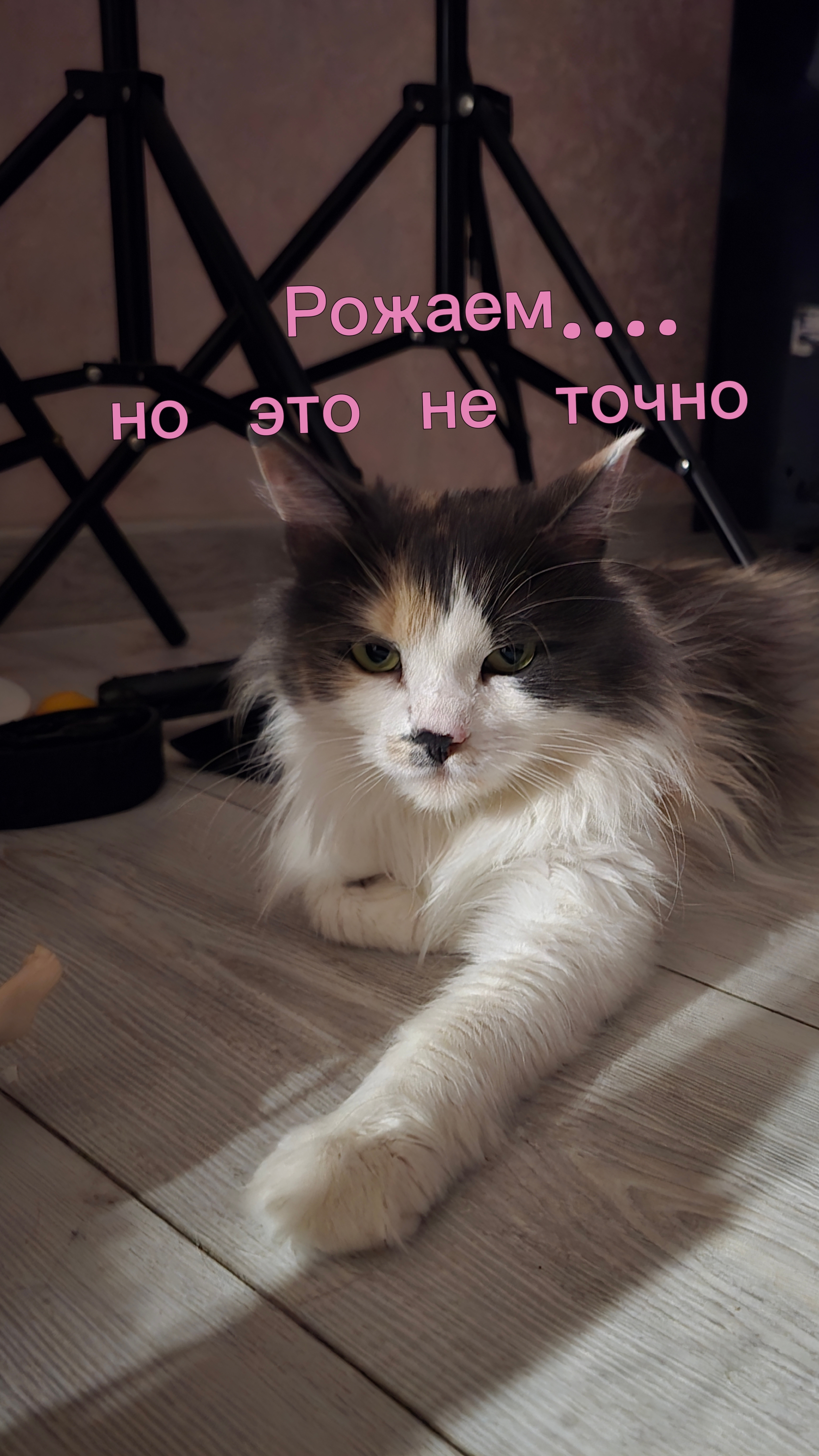 Фюля вроде как рожает, но это ещё не точно.