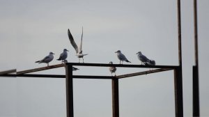 УТРО В ОТПУСКЕ 2025. АДЛЕР. МОРЕ. ЧАЙКИ. ФОТОДНЕВНИК ЧАСТЬ 16. 24 НОЯБРЯ 2025 ГОДА.