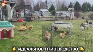 Идеальное птицеводство достойно восхищения 🐓🦆🦢🦚🦃🐔 эпизод (487)