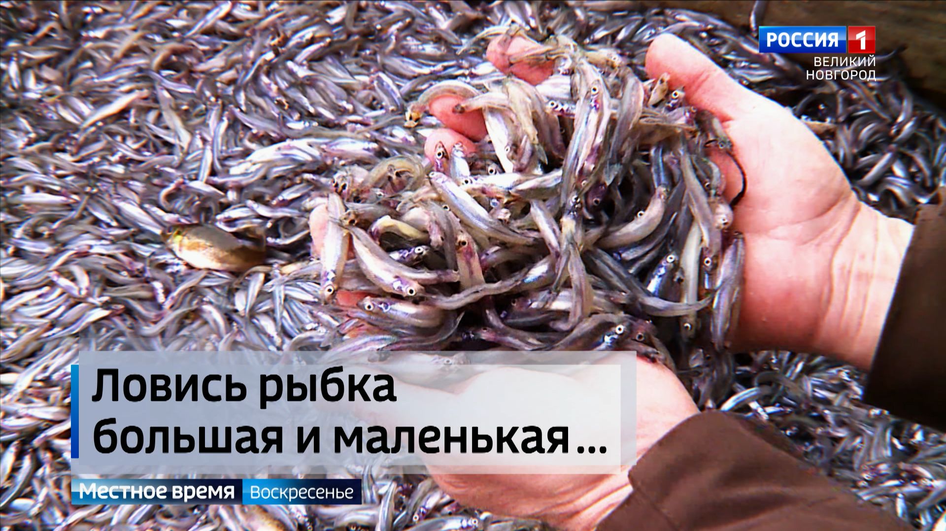 ГТРК СЛАВИЯ В Ильмень вернулся новгородский снеток 19.04.26