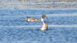Шилохвость, бёрдвотчинг, наблюдение птиц в Новгородской области, Шолохово, 18 апреля 2026