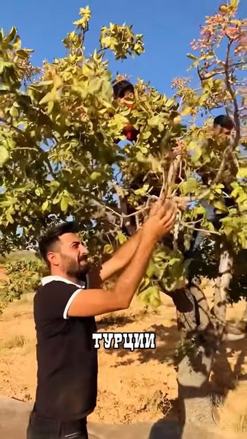 ФИСТАШКИ на дереве выглядят совсем НЕ ТАК как в магазин.