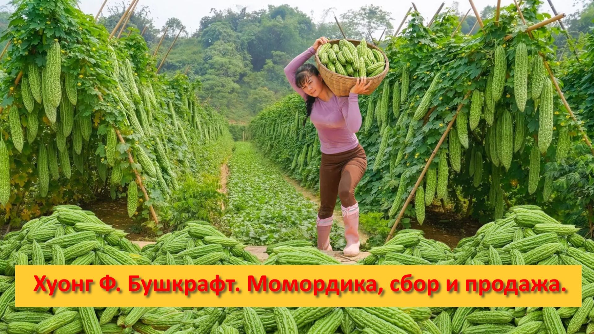 Хуонг Ферма Бушкрафт. Вьетнам. Момордика, сбор и продажа.