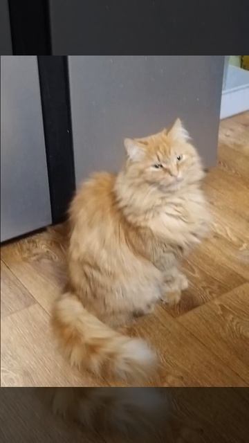 Рыжий милашка🐱