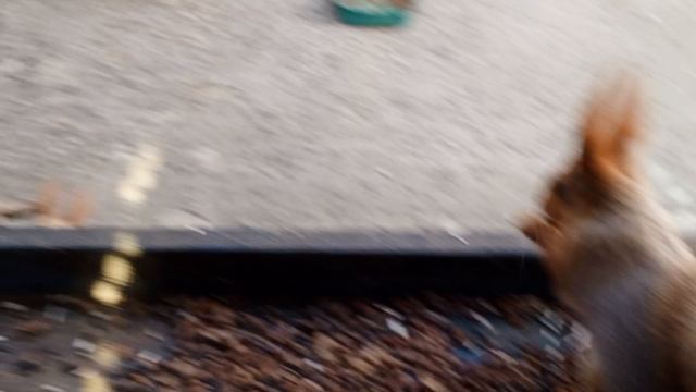 дикие животные