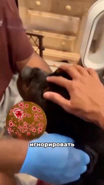 Это пипец😨

Зачем лить в уши воду и перекись?

Артикул капель,которые нам посоветовал ветеринар #WW2