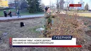 Ива имени «Ивы». Новое дерево в сквере на площади Революции