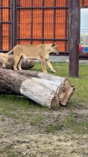 Не ленивая,а энергосберегающая