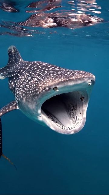Гигантская акула: загадки океана #океан #акула #природа