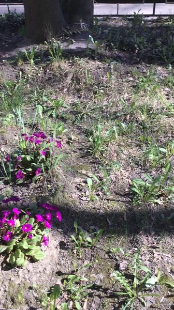 Санкт-Петербург. Проспект Энгелса. 17.04.2026. Цветы у дома. Эпизод 5