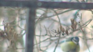 (3)Синица-Лазоревка