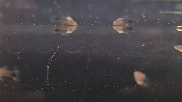 Что с канадскими Гуппи и Апистограмой