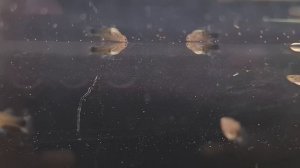 Что с канадскими Гуппи и Апистограмой