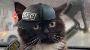 пытаюсь призвать Meat chicken