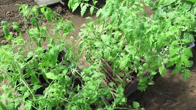 Рассада томатов в возрасте 6 недель от посева семян: как закаливаю