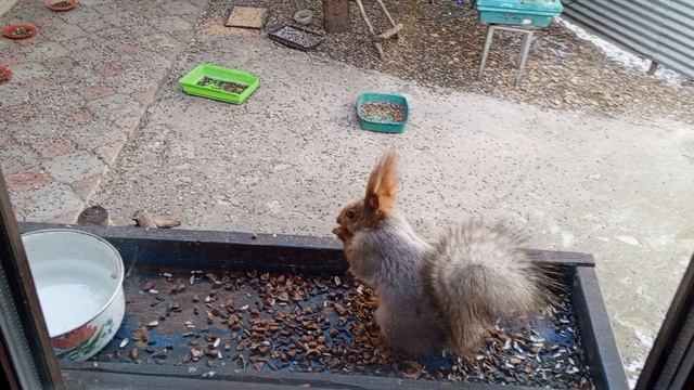 дикие Белки