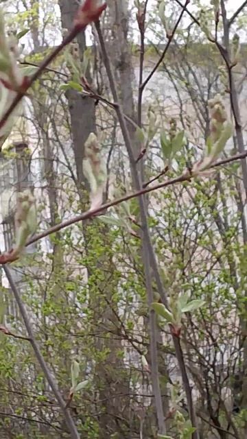 собака улыбака сиба приколы - чудо природы