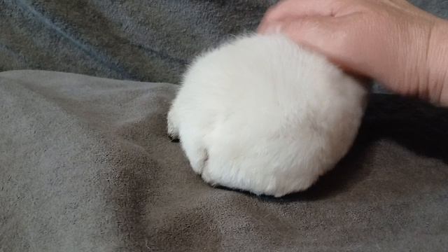 американский тедди белый, калифорния, ч.п., возраст 1,5 месяца