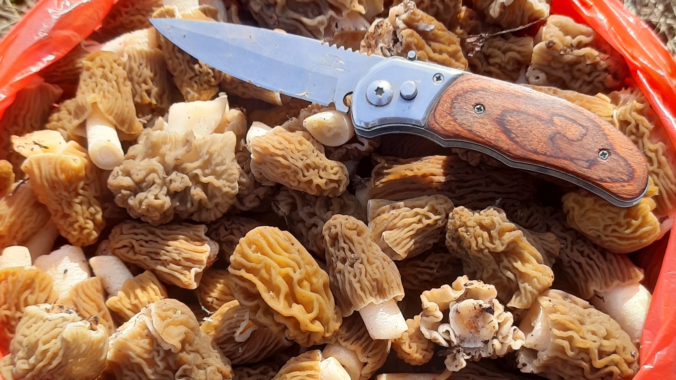 18-04-2026 Первые грибы в сезоне.