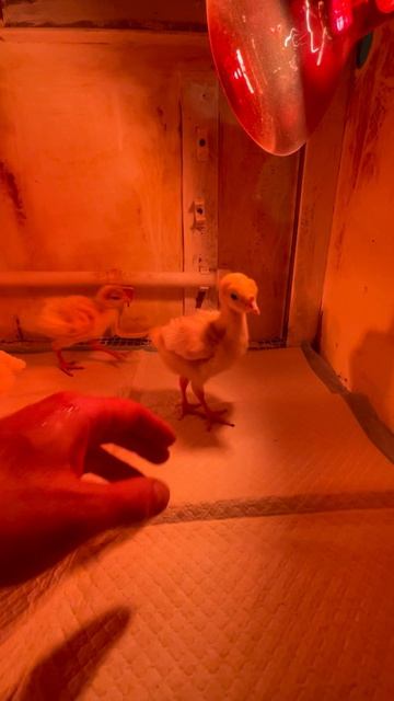 Индюшата БИГ6, 8 суток.