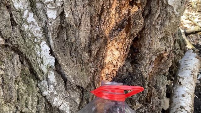 как добыть березовый сок без сверления и трубочек!