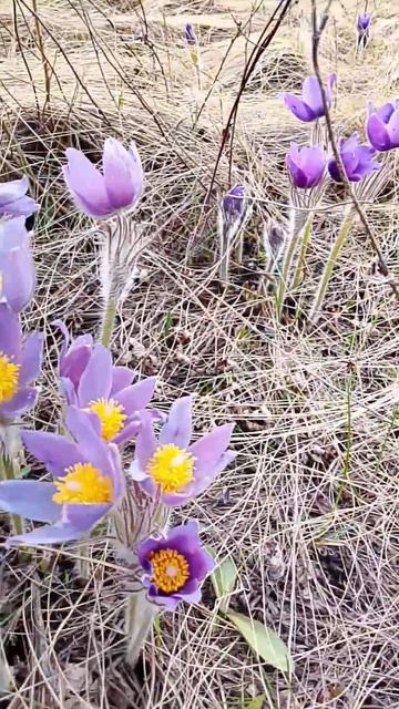 Сон трава на Боровой