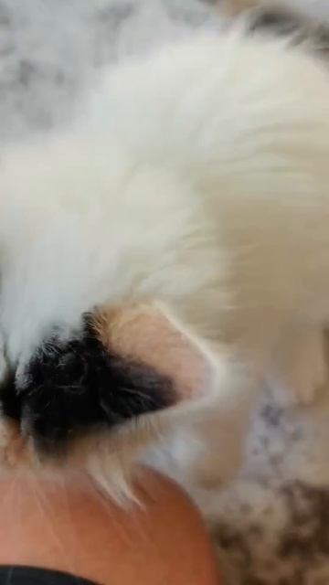 Котёнок бросается на камеру.