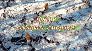 Время собирать сморчки!