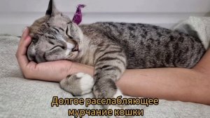 Долгое расслабляющее мурчание кошки/релакс для отдыха и сна